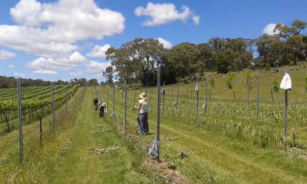 Starting the garlic harvest 2015